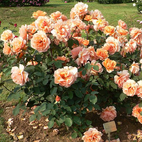 Rosen Shop - floribundarosen - orange - Rosa Orangerie ® - duftlos - W. Kordes & Sons - -